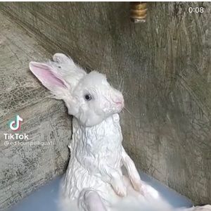 Meet your Posher, Marcellino